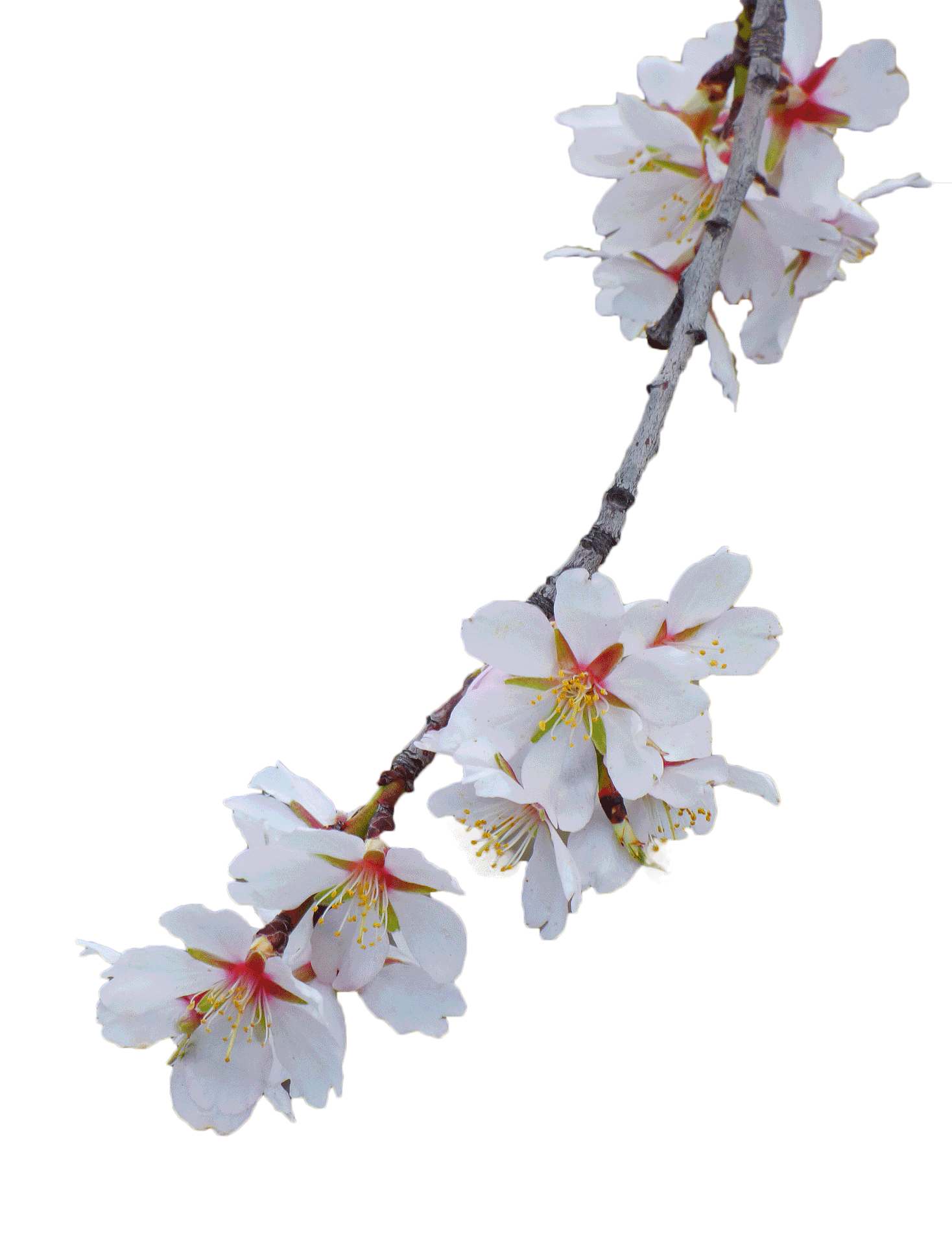 kwiaty-3